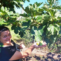 Feigenmarmelade aus Kalabrien – handgemacht & naturrein | Essenza di Calabria