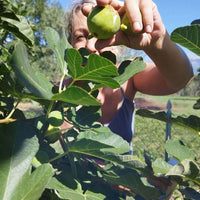 Feigenmarmelade aus Kalabrien – handgemacht & naturrein | Essenza di Calabria