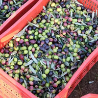 Olivenöl Nativ Extra Villa Annette Kalabrien