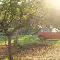 Olivenöl Nativ Extra Villa Annette Kalabrien