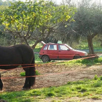 Olivenöl Nativ Extra Villa Annette Kalabrien