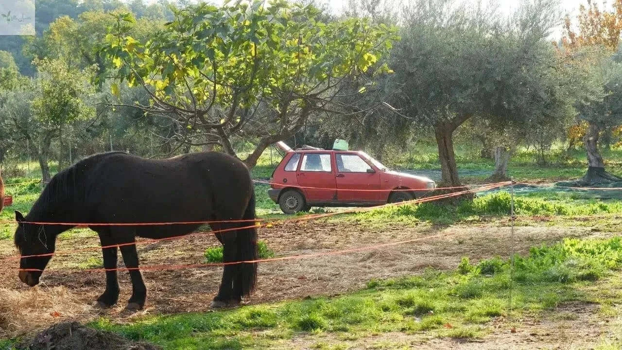 Olivenöl Nativ Extra Villa Annette Kalabrien